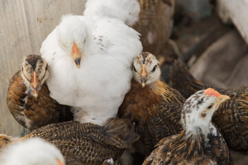 Group white and brown brama Colombian chickens, close-up