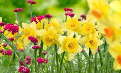 Obraz premium Spring fresh colored flowers at field