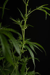 Male marijuana plant. Sativa, Indoor cultivation.