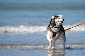 siberian husky dog on the beach