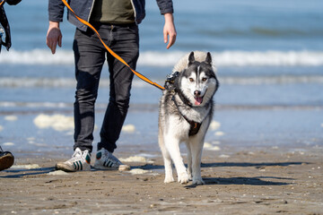 siberian husky dog on the beach