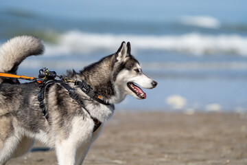 siberian husky dog on the beach