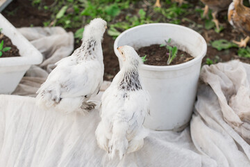 2 two white brama Colombian chickens from the back against the background of green leaves, close-up
