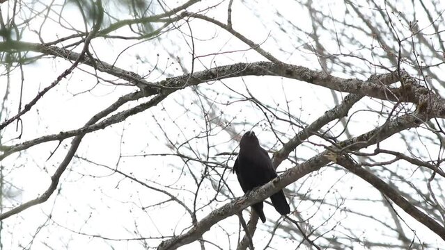 une corneille sur la branche d'un arbre
