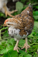 One brama Colombian chicken against the background of green leaves, close-up