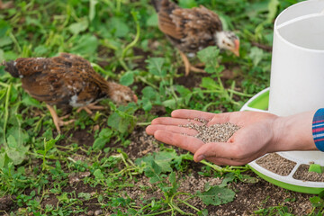 Farmer's hand with feed close-up next to brown small brama chickens next to feeder poultry farming