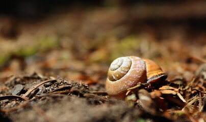 Empty Snail Shell, A Delicate Reminder of Life