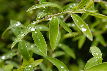 Raindrops on a Green Plant