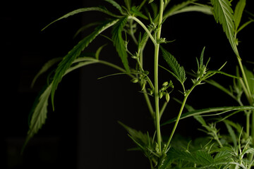 Male marijuana plant. Sativa, Indoor cultivation.