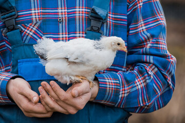 A man farmer in a shirt and overalls, holds a dwarf white chicken close up in his hands poultry...