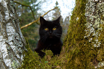 Black Cat's Intense Stare Through a Tree