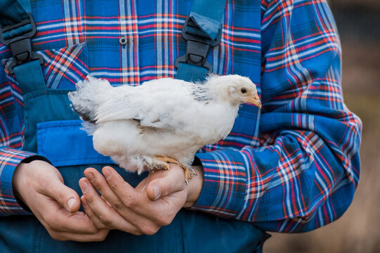 A man farmer in a shirt and overalls, holds a dwarf white chicken close up in his hands poultry farming bird