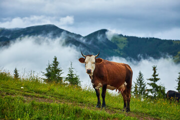 Idyllic landscape in the Alps with fresh green meadows and blooming flowers