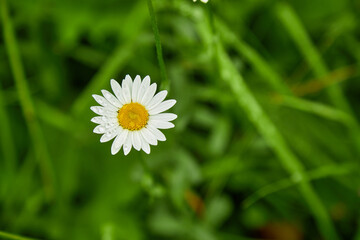 Chamomile or camomile flower with drops of water on the white petals after rain on the green background.