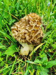 A single edible Yellow Morel (yellow morel) mushroom growing in the meadow in spring time - closeup