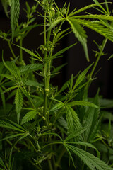 Male marijuana plant. Sativa, Indoor cultivation.