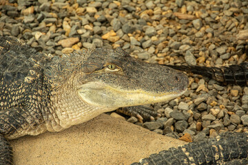 Beautiful portrait of an American alligator or gator (Alligator mississippiensis) in Louisiana, USA