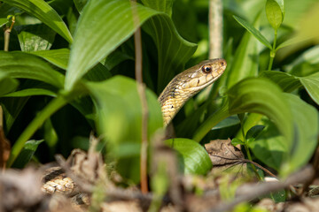 Snake