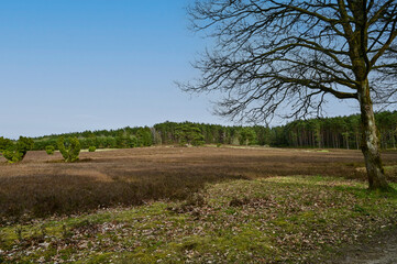 Obraz premium Heath landscape of the Kronsbergheide in the Lüneburg Heath near Amelinghausen, Lüneburg, Lower Saxony, Germany