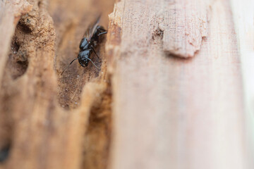 Macro closeup of winged black carpenter ant