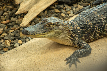 Beautiful portrait of an American alligator or gator (Alligator mississippiensis) in Louisiana, USA