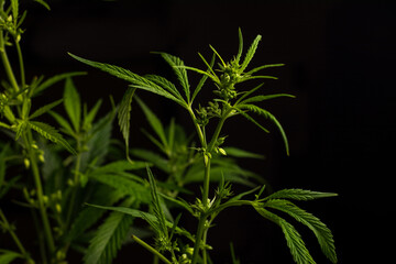 Male marijuana plant. Sativa, Indoor cultivation.