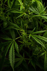 Naklejka na ściany i meble Male marijuana plant. Sativa, Indoor cultivation.