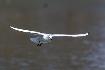 The European Herring Gull, Larus argentatus is a large gull. Here flying in the air.