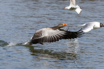 The greylag goose, Anser anser is a species of large goose