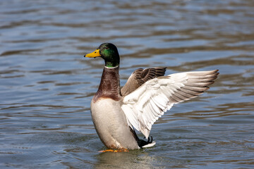 Wild duck or mallard, Anas platyrhynchos swimming in a lake in Munich, Germany