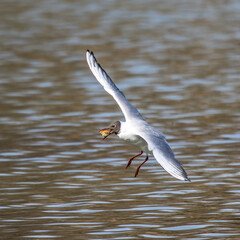 Black-Headed Gull, Chroicocephalus ridibundus in flight. Adult winter plumage