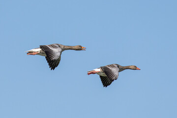 The flying greylag goose, Anser anser is a species of large goose