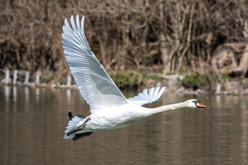 Mute swan, Cygnus olor flying over a lake in the English Garden in Munich, Germany