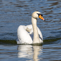 Obraz premium Mute swan, Cygnus olor swimming on a lake in Munich, Germany