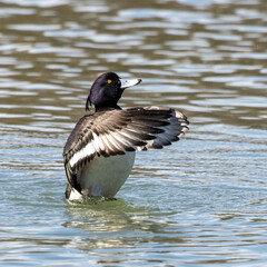 The tufted duck, Aythya fuligula, a diving duck spreading its wings on water on a Lake at Munich