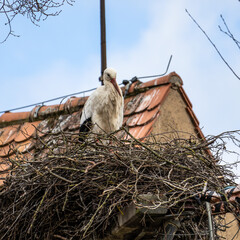White Stork, Ciconia ciconia on the nest in Oettingen, Swabia, Bavaria, Germany, Europe