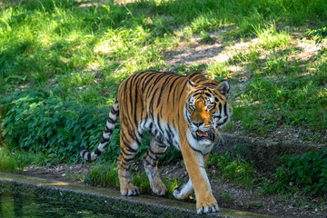 The Siberian tiger,Panthera tigris altaica in a park