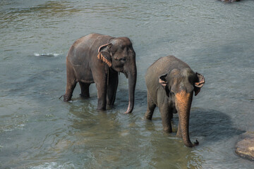 Fototapeta na wymiar Indian elephants bathe in the river