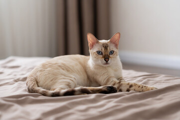 a pregnant light brown cat is lying on the bed with her eyes closed