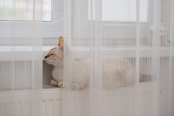A light brown colored Bengal cat lies on a heating radiator against the background of a gray wall and warms up. Central heating concept
