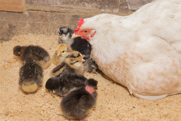 White homemade country chicken hen with a group of dark chickens in a barn, close up
