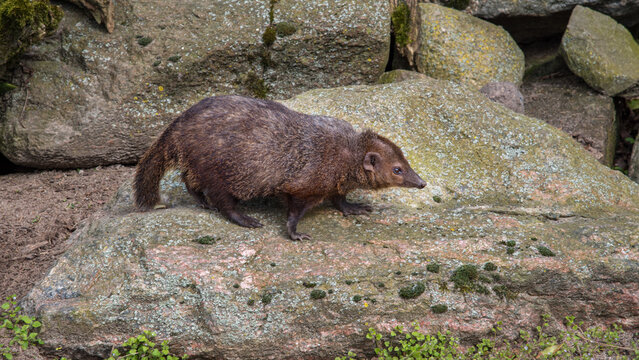 Common Cusimanse, the long-nosed kusimanse