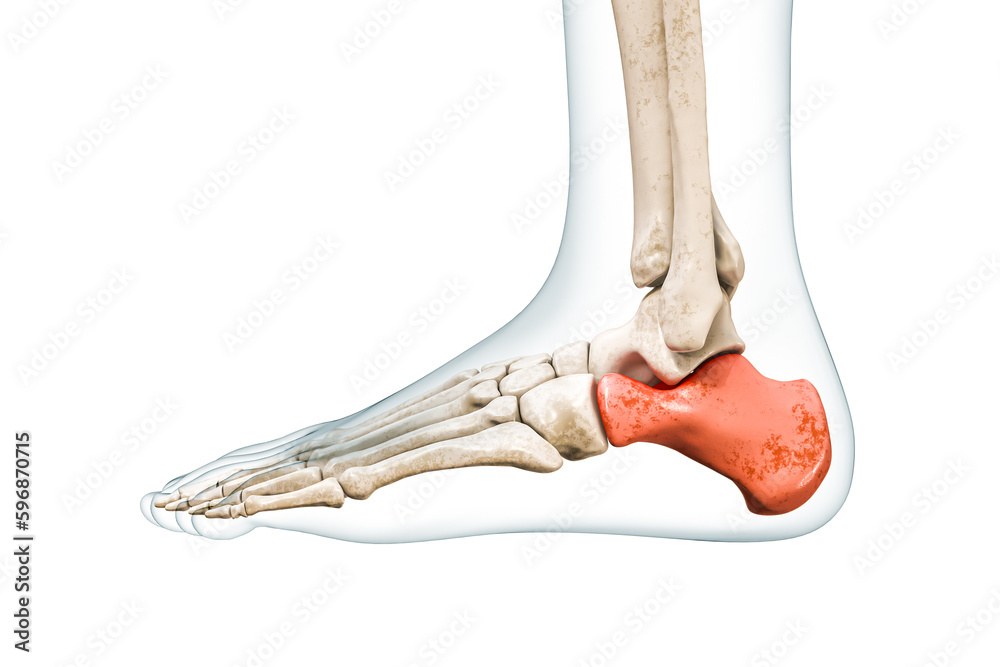 Wall mural calcaneus tarsal bone in red with body 3d rendering illustration isolated on white with copy space. 