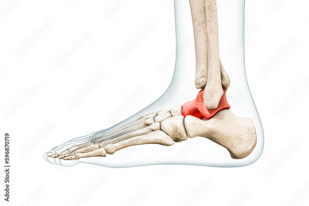 Wall mural talus tarsal bone in red with body 3d rendering illustration isolated on white with copy space. huma