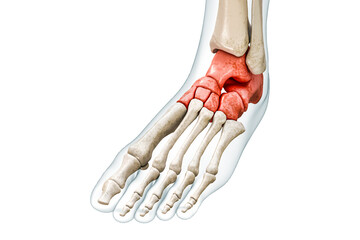 Tarsal bones or tarsus in red with body 3D rendering illustration isolated on white with copy space. Human skeleton, foot and ankle anatomy, medical diagram, osteology, skeletal system concepts.