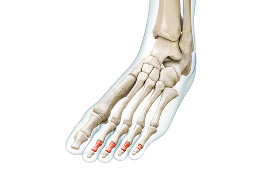 Medial or intermediate phalanges of toe bones in red with body 3D rendering illustration isolated on white with copy space. Human skeleton and foot anatomy, medical diagram, skeletal system concepts.