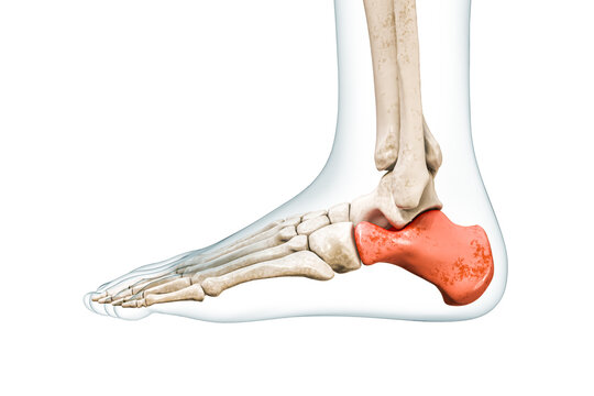 Calcaneus tarsal bone in red with body 3D rendering illustration isolated on white with copy space. Human skeleton, foot and heel anatomy, medical diagram, osteology, skeletal system concepts.