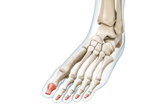 Distal phalanges of the toe bones in red with body 3D rendering illustration isolated on white with copy space. Human skeleton and foot anatomy, medical diagram, osteology, skeletal system concepts.