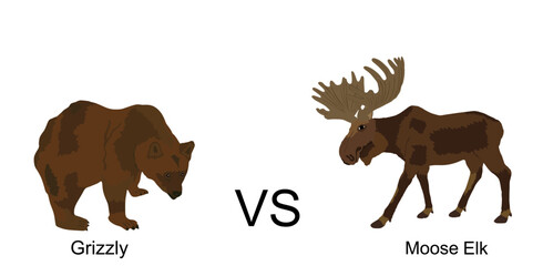 Moose against bear vector illustration isolated on white background. Battle for life and food against grizzly bear and deer elk buck. Powerful deer with huge antlers vs predator in forest. Survivor.