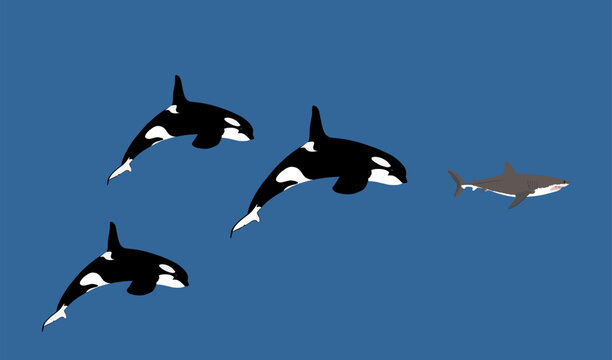 Flock of Killer Whale chase hunting great white shark jumping out of water vector illustration isolated on blue. Orcinus. Underwater fight sea predators battle. Deadly ocean killers. Powerful animal.